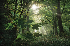 MPP1300 - Morning Rays II - 18x12