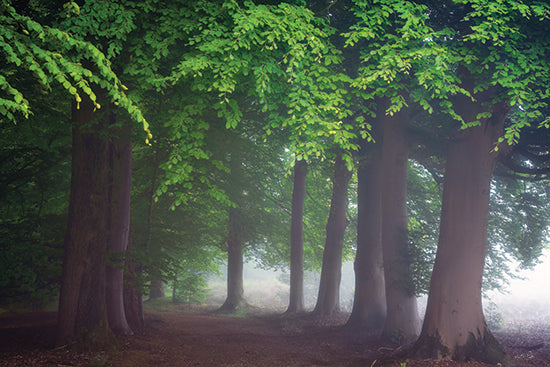 Martin Podt MPP1301 - MPP1301 - Veiled Woods - 18x12 misty forest path, tall trees lining road, foggy woodland atmosphere, tranquil nature trail from Penny Lane