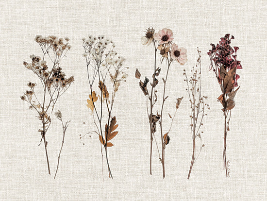 Nicole DeCamp ND641 - ND641 - Pressed Flowers For You II - 16x12 botanical specimen dried plants arrangement, herbarium style composition from Penny Lane