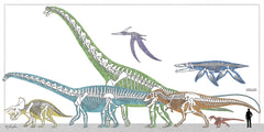 RAD1455 - Dinosaur Size Comparison - 18x9