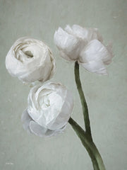 RIG263 - Beauty Refine II - 12x16