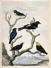 SDS1465 - Six South American Birds - 12x16