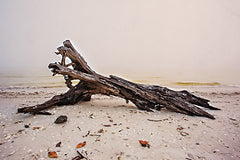 STAR144 - Nature's Sculpture - 18x12