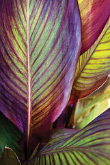 STAR168 - Tropical Leaf III - 12x18