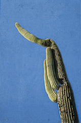 STAR182 - Saguaro Standing Tall IV - 12x18