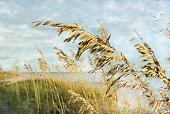 STAR224 - Shoreline Through the Sea Oats - 18x12