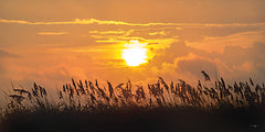 STAR271 - Sea Oats Silhouette - 18x9