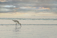 STAR291 - Feathered Forager    - 18x12