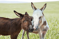 STAR313 - Barnyard Bond - 18x12