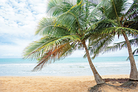 Catch A Star Fine Art STAR318 - STAR318 - Coastal Daydream - 18x12 tropical beach palm trees, ocean shoreline, sandy beach vacation landscape from Penny Lane