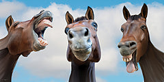 STAR368 - Hold Your Horses - 18x9