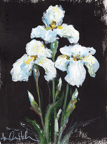 Amanda Hilburn AH102 - AH102 - Contrasting Irises - 12x16 Irises, White Irises, Flowers, Spring, Spring Flowers, Black Background from Penny Lane