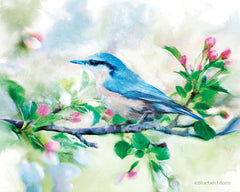 BLUE174 - Spring Blue Bird on a Bough - 16x12