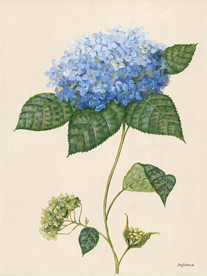 Pam Britton BR501 - BR501 - Blue Hydrangea - 12x16 Blue Hydrangea, Flower from Penny Lane