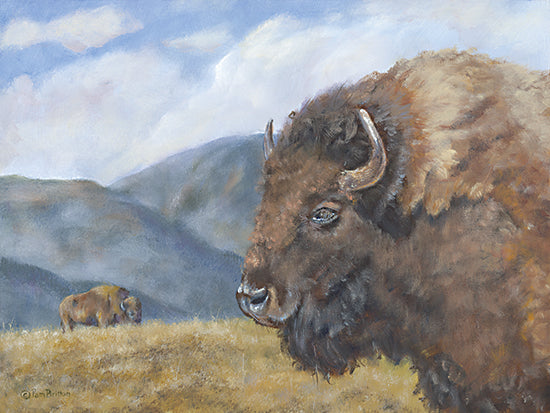 Pam Britton BR551 - BR551 - Yellowstone Kings    - 16x12 Buffalos, Grazing, Landscape, Mountains from Penny Lane