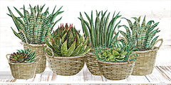 CIN2733 - Succulent Baskets - 18x9