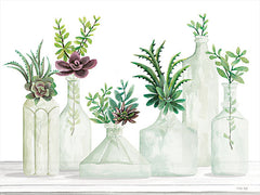 CIN2850 - Succulent Bottles - 16x12