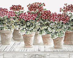 CIN2891 - Potted Geranium Mix III - 16x12