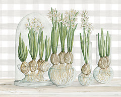 CIN3027 - Paperwhite Bulbs - 16x12