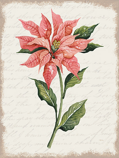 Cindy Jacobs CIN3264 - CIN3264 - Poinsettia Botanical II - 12x16 Christmas, Holidays, Flower, Poinsettia, Christmas Flower, Pink Poinsettia, Calligraphy Background, Winter from Penny Lane