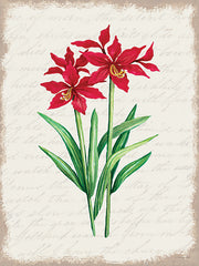 CIN3275 - Red Amaryllis Botanical I - 12x16