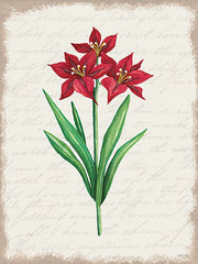 CIN3276 - Red Amaryllis Botanical II - 12x16