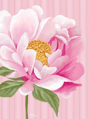 CTD251 - Pink Opening Rose - 12x16