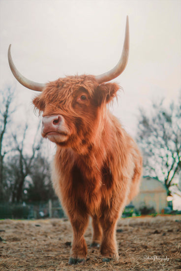 Dakota Diener DAK107 - DAK107 - Hello There I - 12x18 Cow, Highland Cow, Photography, Farm, Portrait from Penny Lane