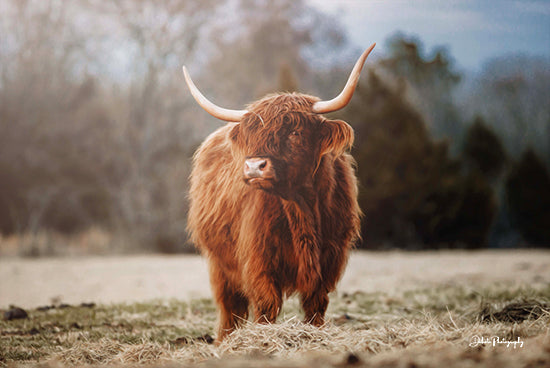 Dakota Diener DAK109 - DAK109 - Mom of the Herd - 18x12 Photography, Cow, Highland Cow, Landscape, Grazing, Farm, Farm Animal from Penny Lane