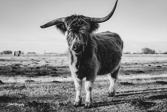 Dakota Diener DAK111 - DAK111 - Black and White Side Shot - 18x12 Cow, Highland Cow, Photography, Farm, Portrait, Black & White from Penny Lane
