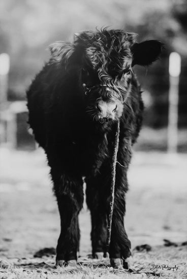 Dakota Diener DAK116 - DAK116 - Single Cow - 12x18 Cow, Highland Cow, Photography, Farm, Portrait, Black & White from Penny Lane