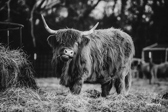 Dakota Diener DAK117 - DAK117 - Hungry Cow I - 18x12 Cow, Highland Cow, Photography, Farm, Portrait, Black & White, Hay from Penny Lane
