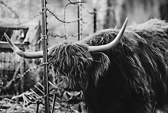 Dakota Diener DAK118 - DAK118 - Highland and Fence - 18x12 Cow, Highland Cow, Photography, Farm, Portrait, Black & White, Hay from Penny Lane