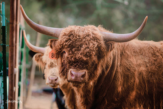 Dakota Diener DAK130 - DAK130 - The Bull - 18x12 Cow, Highland Cow, Bull, Photography, Farm, Portrait, Hay from Penny Lane