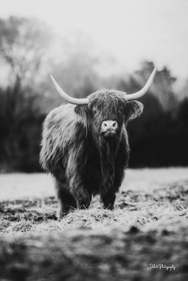 Dakota Diener DAK132 - DAK132 - Portrait of a Cow - 12x18 Photography, Cow, Highland Cow, Field, Landscape, Black & White from Penny Lane