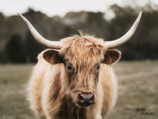Dakota Diener DAK141 - DAK141 - Mellow Day on the Farm I   - 16x12 Cow, Highland Cow, Photography, White Cow, Portrait from Penny Lane