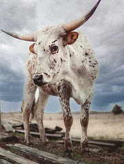 DAK147LIC - Cloudy Day Cow - 0