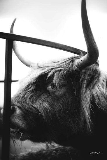 Dakota Diener DAK149 - DAK149 - Dinner Time - 12x18 Photography, Cow, Highland Cow, Farm Animal, Black & White from Penny Lane