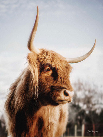 Dakota Diener DAK158 - DAK158 - Brianne - 12x16 Photography, Cow, Highland Cow, Farm Animal, Portrait from Penny Lane