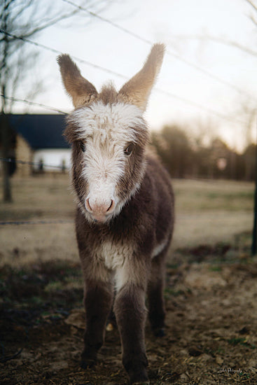 Dakota Diener DAK189 - DAK189 - Lil Lucy - 12x18 Donkey, Baby Donkey, Foal, Photography, Portrait from Penny Lane