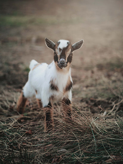 Dakota Diener DAK191 - DAK191 - Lil Cutie - 12x16 Goat, Baby Goat, Kid, Photography, Portrait, Landscape from Penny Lane