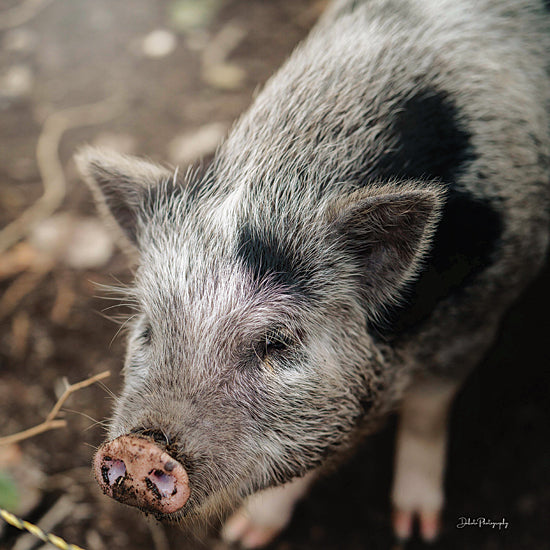 Dakota Diener DAK197 - DAK197 - This Little Pig II - 12x12 Pig, Photography, Farm Animal, Sideview from Penny Lane