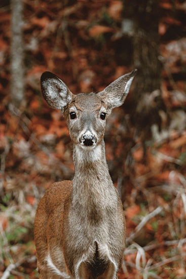 Dakota Diener DAK209 - DAK209 - Autumn Deer II - 12x18 Photography, Deer, Fall, Autumn, Leaves, Landscape, Wildlife from Penny Lane