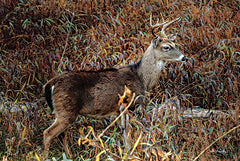 DAK210 - Deer in Brush - 18x12