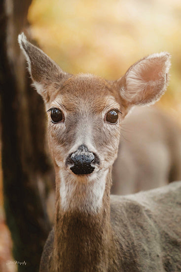 Dakota Diener DAK215 - DAK215 - On Alert II - 12x18 Photography, Deer, Wildlife, Portrait, On Alert from Penny Lane