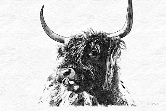 Dakota Diener DAK238 - DAK238 - Sketchy Highland II - 18x12 Cow, Highland Cow, Farm Animal, Sketch, Drawing Print, Black & White from Penny Lane