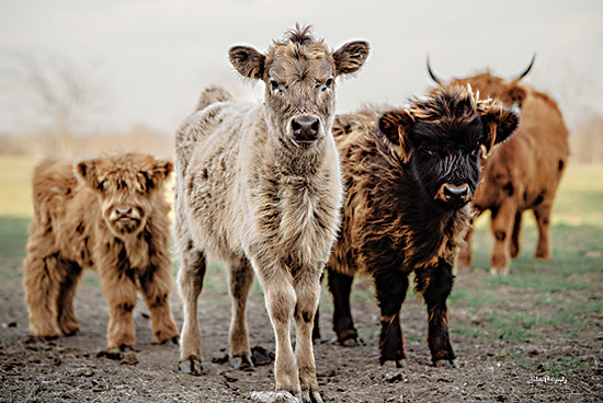 Dakota Diener DAK250 - DAK250 - Curious Cows - 18x12 Photography, Cow, Calfs, Curious Cows from Penny Lane