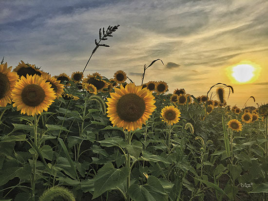 Donnie Quillen DQ100 - Midwest Livin' I - Sunflower, Field, Sun from Penny Lane Publishing