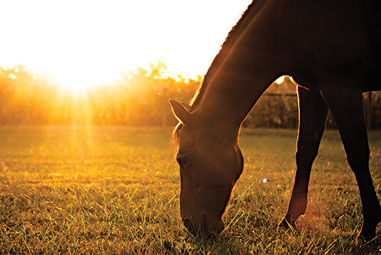 Donnie Quillen DQ165 - DQ165 - Sunset Grazing I - 18x12 Horse, Grazing, Sunset, Nature, Photography from Penny Lane