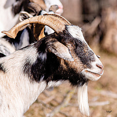 DQ173 - Bearded Side Goat - 12x12